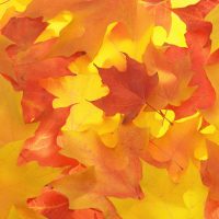 Autumn Colored Maple Leaves